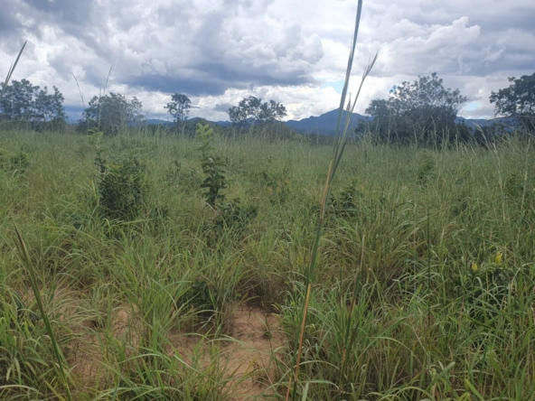 Área de 260 alqueires à venda na Chapada dos Veadeiros (GO)PHOTO-2025-05-30-17-57-18