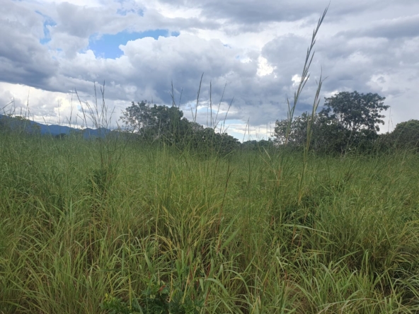 Área de 260 alqueires à venda na Chapada dos Veadeiros (GO)PHOTO-2025-05-30-17-57-19