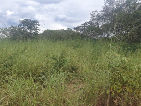 Área de 260 alqueires à venda na Chapada dos Veadeiros (GO)PHOTO-2025-05-30-17-57-19(1)