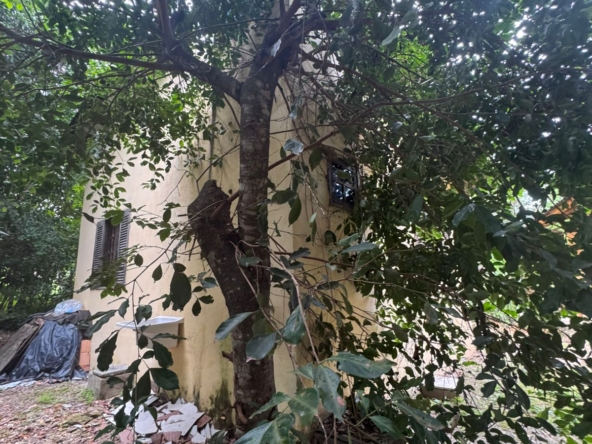 Casa em adobe + chalé independente à venda em Cavalcante-GOWhatsApp Image 2024-12-04 at 9.32.34 AM (2)