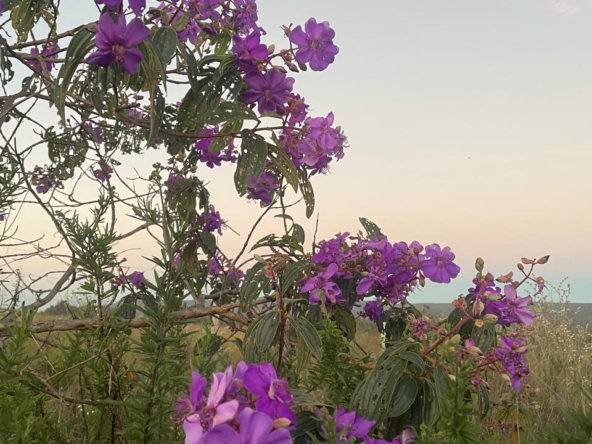 Chácara de 4 hectares à venda em Alto Paraíso-GOPHOTO-2025-06-17-11-16-31