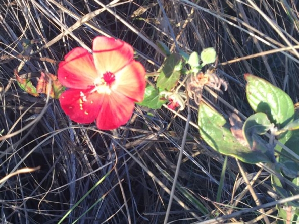 Chácara escriturada de 5.000 m² a 1 km do centro de Alto Paraíso (GO)PHOTO-2025-06-17-11-11-19(1)