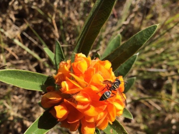 Chácara escriturada de 5.000 m² a 1 km do centro de Alto Paraíso (GO)PHOTO-2025-06-17-11-11-22