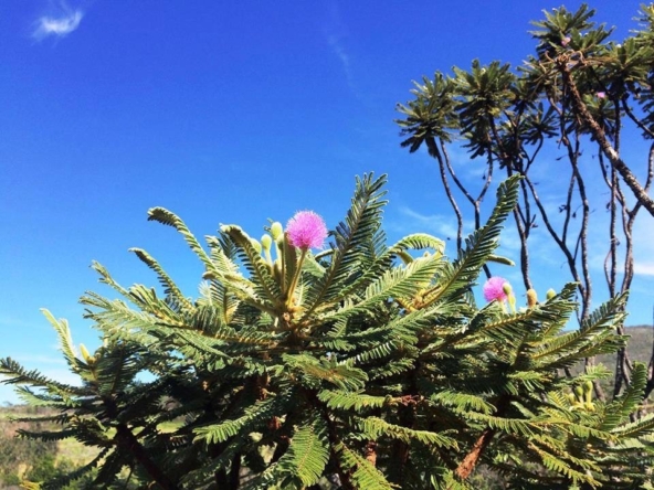 Chácara escriturada de 5.000 m² a 1 km do centro de Alto Paraíso (GO)PHOTO-2025-06-17-11-11-22(2)